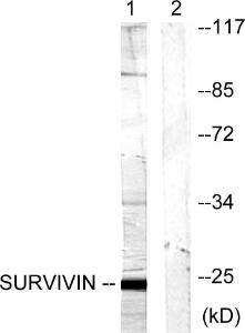 Western blot analysis of lysates from mouse lung using Anti-Survivin Antibody. The right hand lane represents a negative control, where the antibody is blocked by the immunising peptide