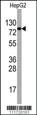 Anti-GAS1 Rabbit Polyclonal Antibody