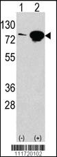 Anti-EIF4B Rabbit Polyclonal Antibody