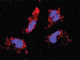 Anti-CASP3 + CTTN Antibody Pair