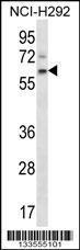 Anti-APCDD1 Rabbit Polyclonal Antibody (FITC (Fluorescein Isothiocyanate))