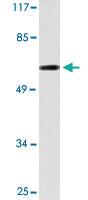 Anti-RORA Rabbit Polyclonal Antibody