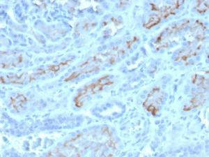 Anti-CD10 Mouse Monoclonal Antibody [clone: MME/4232]