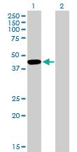 Anti-TCEA3 Mouse Polyclonal Antibody