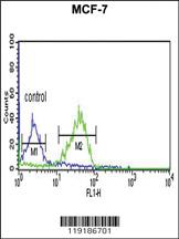 Anti-WNT1 Rabbit Polyclonal Antibody