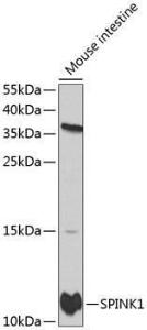 Western blot analysis of extracts of mouse intestine, using Anti-SPINK1 / P12 Antibody (A11381) at 1:1000 dilution