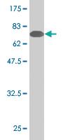 Anti-SESN2 Mouse Monoclonal Antibody [clone: 1A12]