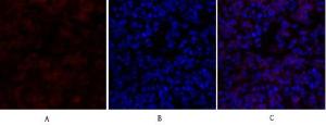 Immunofluorescence analysis of mouse lung tissue using Anti-Survivin Antibody (red) at 1:200 (4°C overnight). Cy3 labelled secondary antibody was used at 1:300 (RT 50min). Panel A: Target. Panel B: DAPI. Panel C: Merge