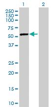 Anti-DARS Mouse Polyclonal Antibody