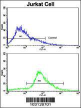 Anti-CDK2 Rabbit Polyclonal Antibody (FITC (Fluorescein Isothiocyanate))