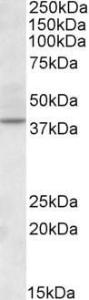 Anti-CDK10 Antibody (A82561) (2µg/ml) staining of Human Kidney lysate (35µg protein in RIPA buffer). Primary incubation was 1 hour. Detected by chemiluminescence.hour. Detected by chemiluminescence.