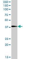 Anti-TCEA3 Mouse Polyclonal Antibody