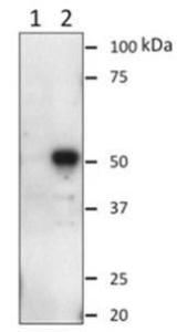 Western blotting using KT110. Lane 1. RT4D6 (Schwannoma cell line) nuclear extract immune-depleted for Oct6. Lane 2. RT4D6 nuclear extract. Courtesy of Dr. Dies Meijer from Erasmus University.