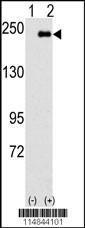 Anti-SPAG9 Rabbit Polyclonal Antibody