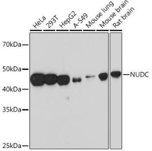 Western blot analysis of extracts of various cell lines, using Anti-NUDC Antibody [ARC1103] (A308841) at 1:1,000 dilution The secondary antibody was Goat Anti-Rabbit IgG H&L Antibody (HRP) at 1:10,000 dilution Lysates/proteins were present at 25 µg per lane