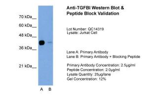 Anti-TGFBI Rabbit Polyclonal Antibody