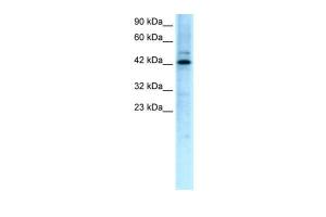 Anti-TCFL5 Rabbit Polyclonal Antibody