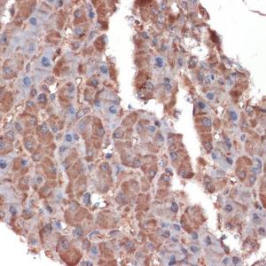 Immunohistochemistry analysis of paraffin-embedded human liver using Anti-Apolipoprotein CIII Antibody [ARC1886] (A307674) at a dilution of 1:100 (40x lens)