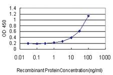 Anti-RNMT Mouse Monoclonal Antibody [clone: 3H3-1D12]