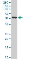 Anti-KLF10 Mouse Monoclonal Antibody [clone: 4F9]