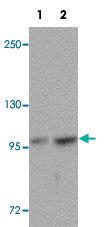 Anti-FREM2 Rabbit Polyclonal Antibody