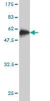 Anti-STX8 Mouse Monoclonal Antibody [clone: 2H1-1D11]