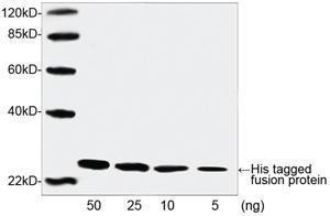 Anti-His-Tag Rabbit Polyclonal Antibody (Biotin)