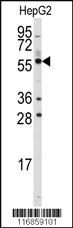 Anti-NR2F1 Rabbit Polyclonal Antibody