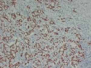 Anti-SOX9 Mouse Monoclonal Antibody [clone: ABT-SOX9]