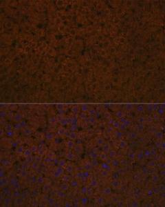 Immunofluorescence analysis of rat liver using Anti-Apolipoprotein CIII Antibody [ARC1886] (A307674) at a dilution of 1:100 (40x lens). DAPI was used to stain the cell nuclei (blue)