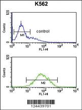 Anti-ANKH Rabbit Polyclonal Antibody