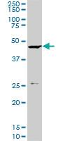 Anti-KLF10 Mouse Monoclonal Antibody [clone: 4F9]