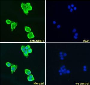 Antibody anti-NQO1 A82564-100 100 µg