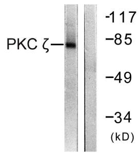 Anti-PKC zeta antibody