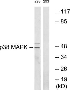 Anti-p38 MAPK alpha Rabbit Polyclonal Antibody