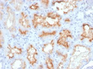 Immunohistochemical analysis of formalin-fixed, paraffin-embedded human kidney using Anti-CD10 Antibody [MME/4233]