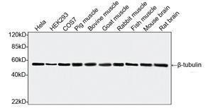 Anti-TUBB Mouse Monoclonal Antibody [clone: 2G7D4]