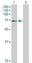 Anti-DAXX Rabbit Polyclonal Antibody