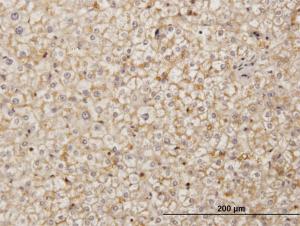 Anti-SDF2 Mouse Monoclonal Antibody [clone: 3G7-1D6]