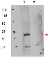 Anti-FKBP8 Rabbit Polyclonal Antibody