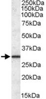 Anti-ERP29 Goat Polyclonal Antibody