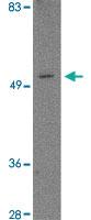 Anti-TOMM70A Rabbit Polyclonal Antibody