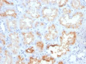 Immunohistochemical analysis of formalin-fixed, paraffin-embedded human kidney using Anti-CD10 Antibody [MME/4233]