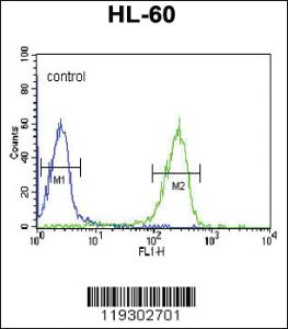 Anti-FKBP11 Rabbit Polyclonal Antibody