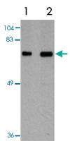 Anti-TOMM70A Rabbit Polyclonal Antibody