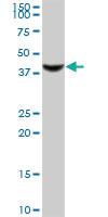 Anti-RASSF8 Mouse Polyclonal Antibody