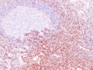 Immunohistochemical analysis of paraffin-embedded human Tonsil using Anti-CD43 Antibody