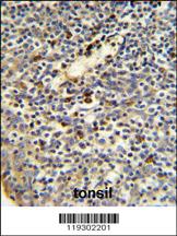 Anti-FKBP11 Rabbit Polyclonal Antibody