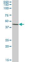 Anti-AADAT Mouse Polyclonal Antibody