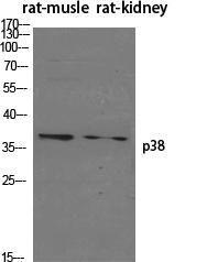 Anti-p38 MAPK alpha Rabbit Polyclonal Antibody